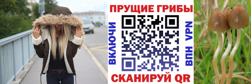 Купить закладки  Салаир  Псилоцибиновые грибы прущие грибы 